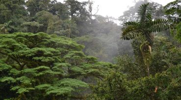 emergent rainforests ronde offidocs