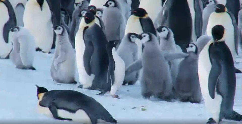 Adélie Penguins | Snow Chick – A Penguin’s Tale