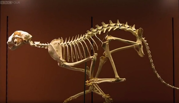 Vertebrae evolution | Secrets of Bones